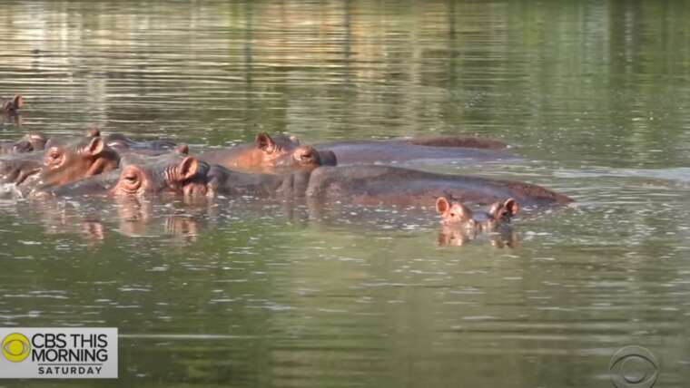 Pablo Escobar’s hippos keep multiplying and Colombia doesn’t know how to stop it